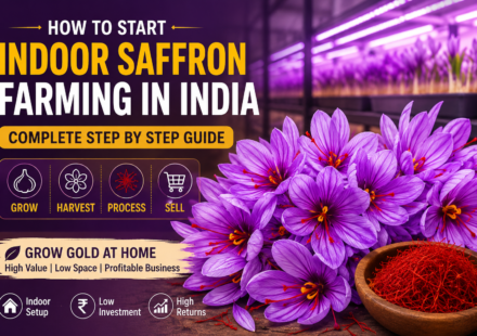Indoor Saffron Farming Corms Blooming Under LED Grow Lights
