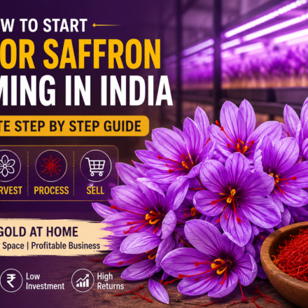 Indoor Saffron Farming Corms Blooming Under LED Grow Lights
