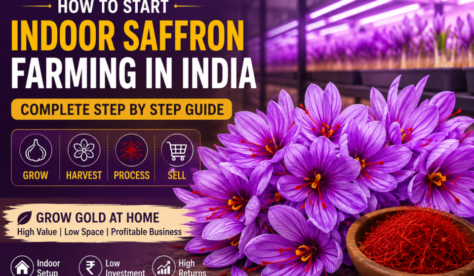 Indoor Saffron Farming Corms Blooming Under LED Grow Lights